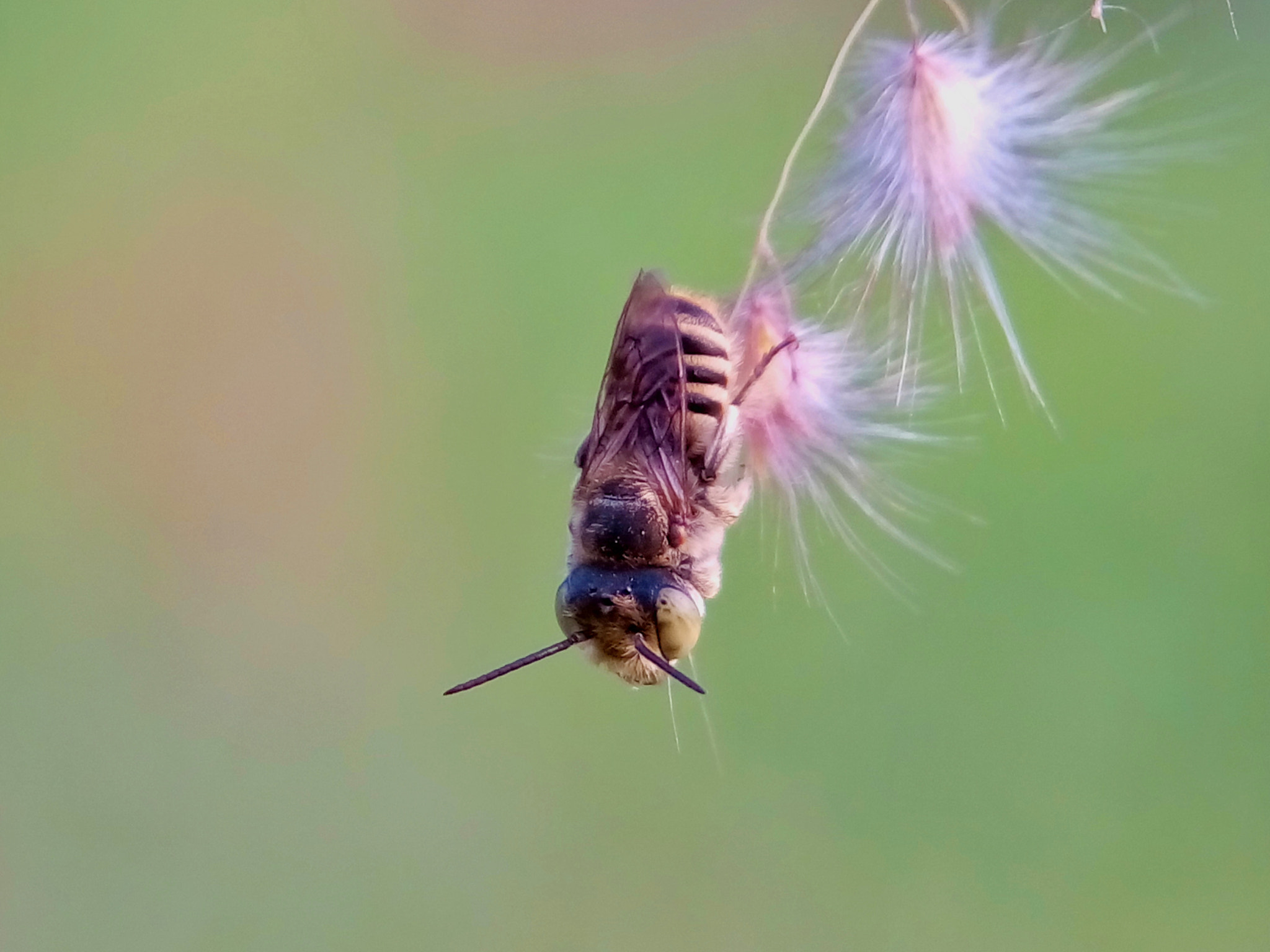 Meizu m2 sample photo. Leaf cutter bee photography