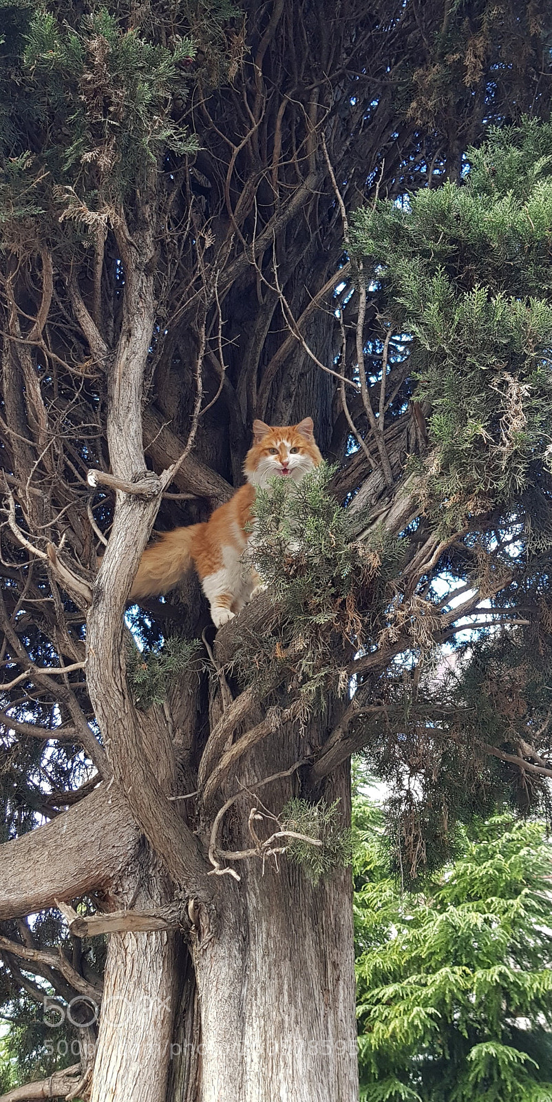 Samsung Galaxy S8 sample photo. ...Кот учёный photography