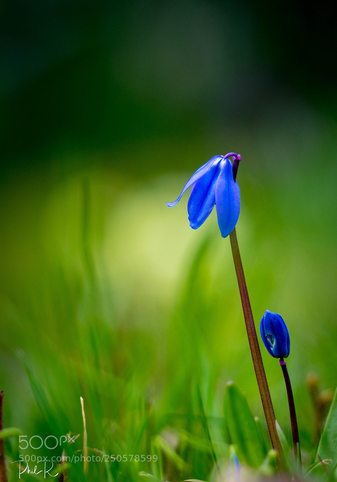 Sony a7R sample photo. Quivering in the earth photography