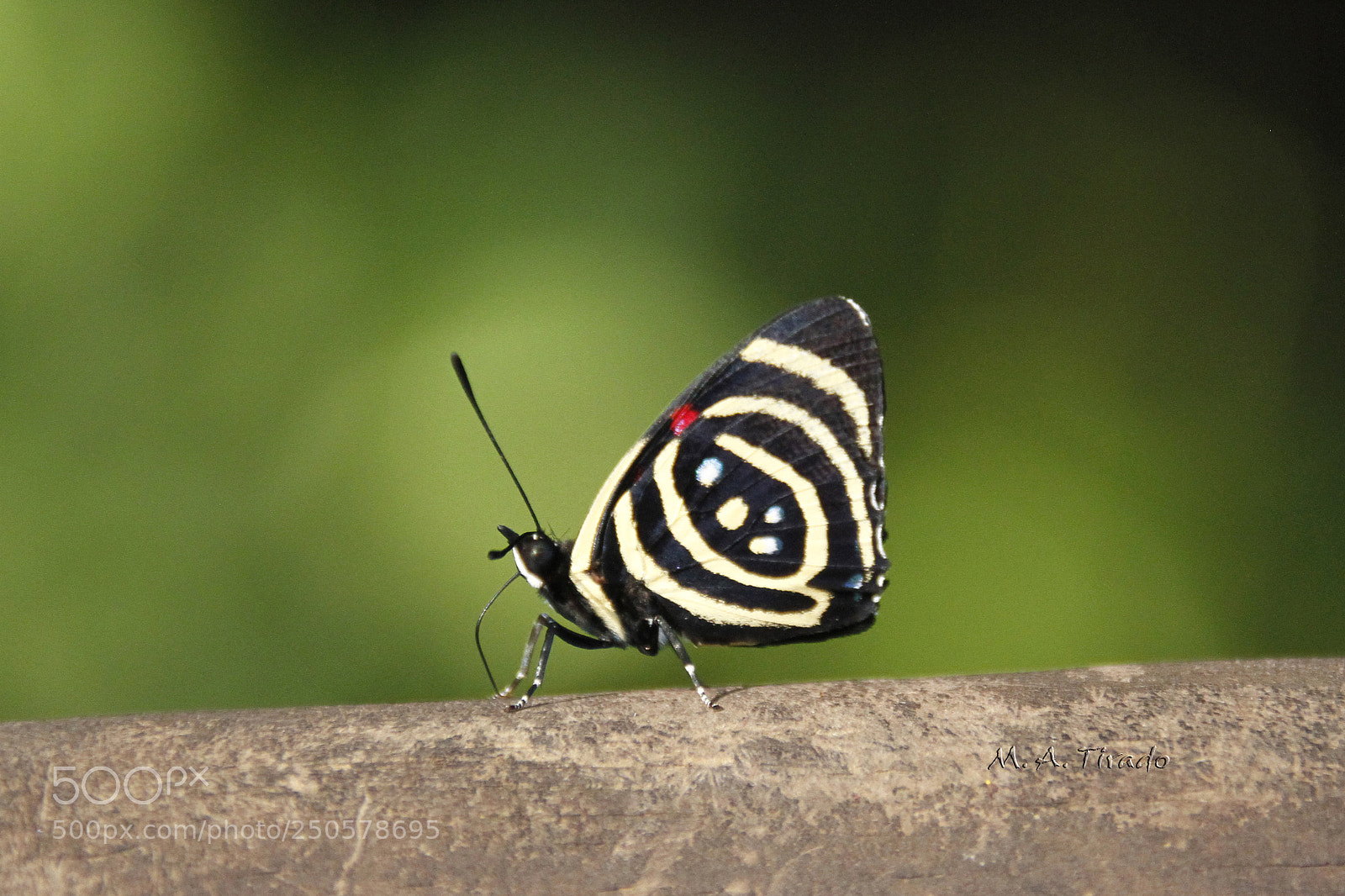 Canon EOS 7D sample photo. Mariposa en cataratas de photography