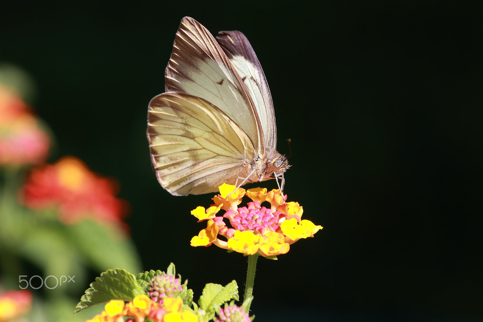 Canon EF-S 55-250mm F4-5.6 IS STM sample photo. Butterfly photography
