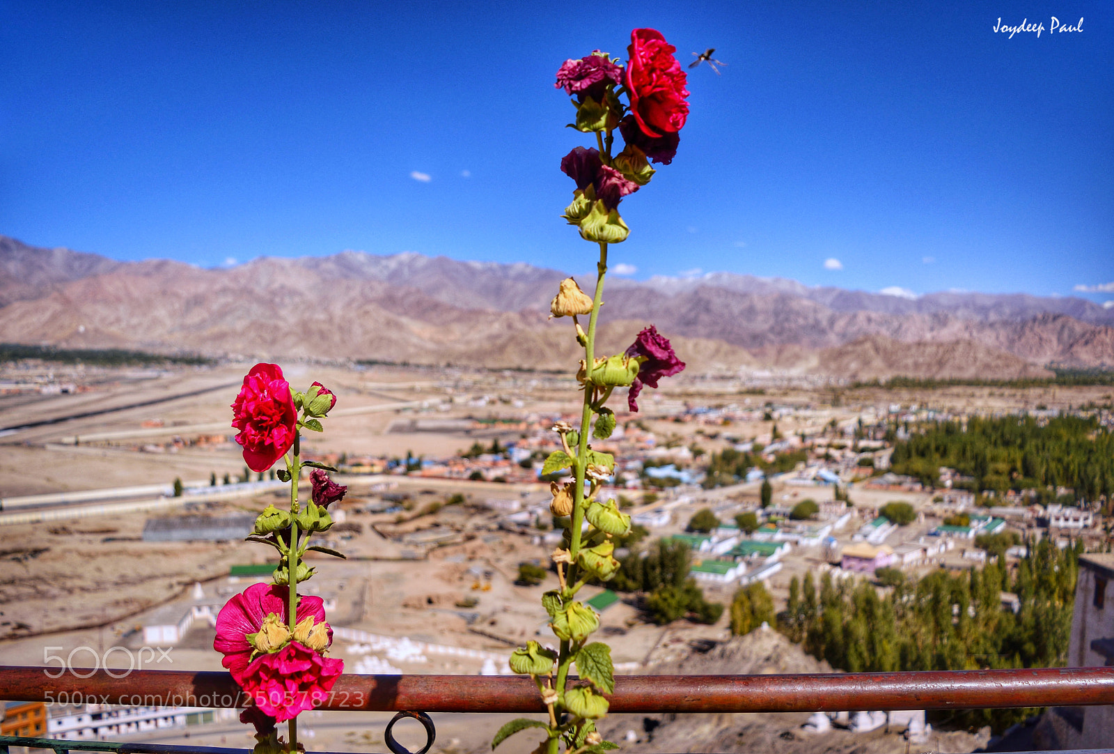 Nikon D3300 sample photo. Flowers n moonland photography