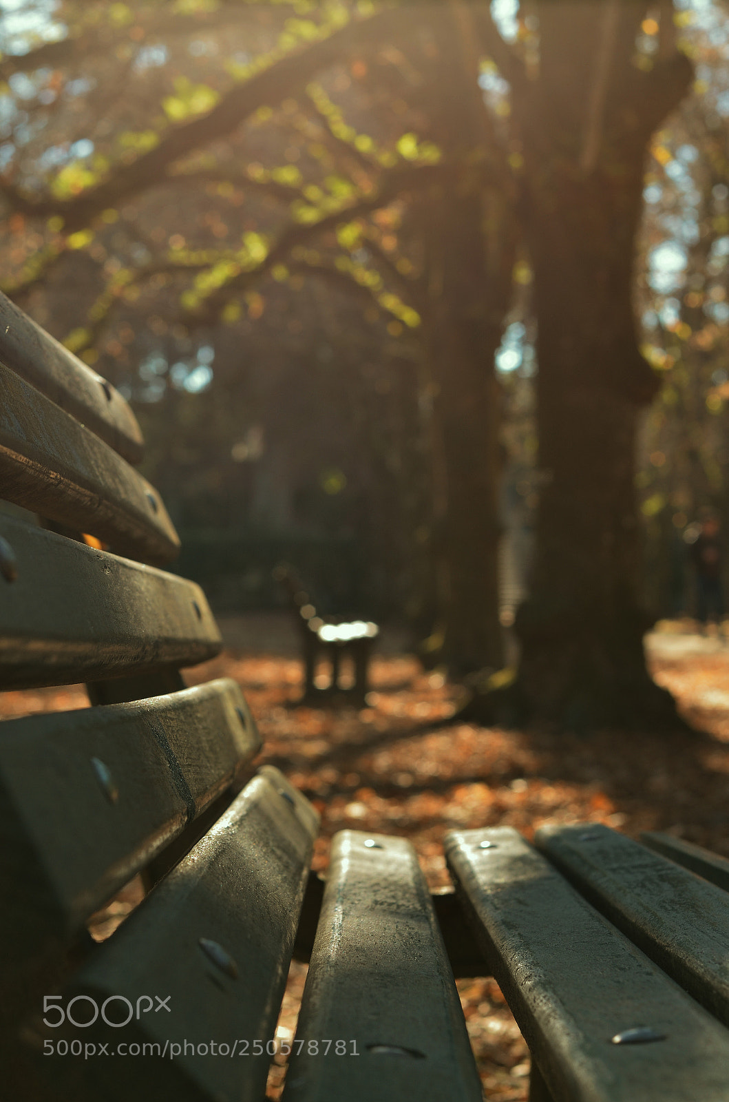 Nikon D5100 sample photo. Banco do jardim photography