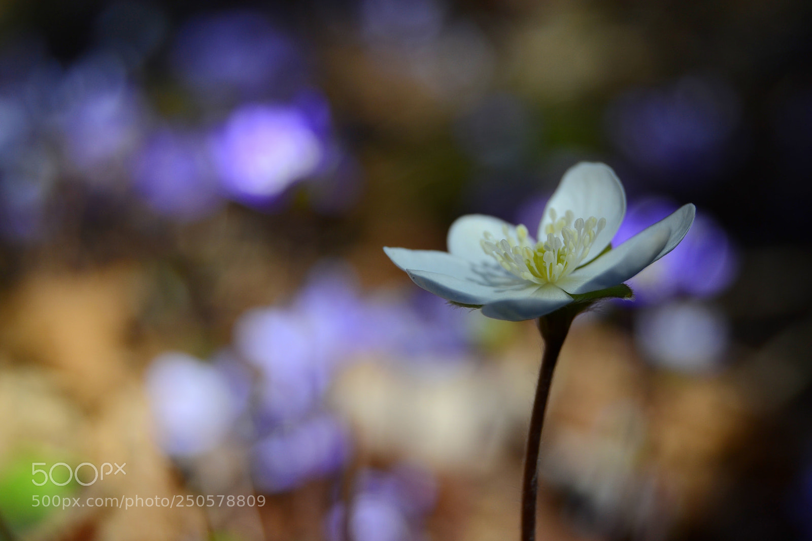 Nikon D3100 sample photo. Spring colours photography