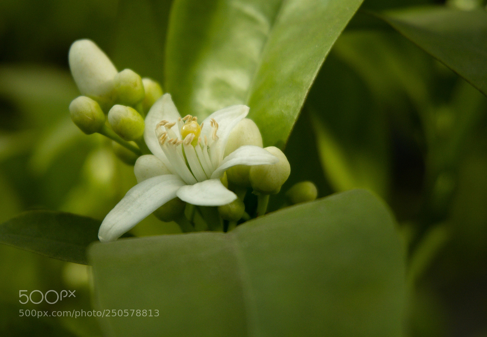 Sony a6000 sample photo. I want to become photography