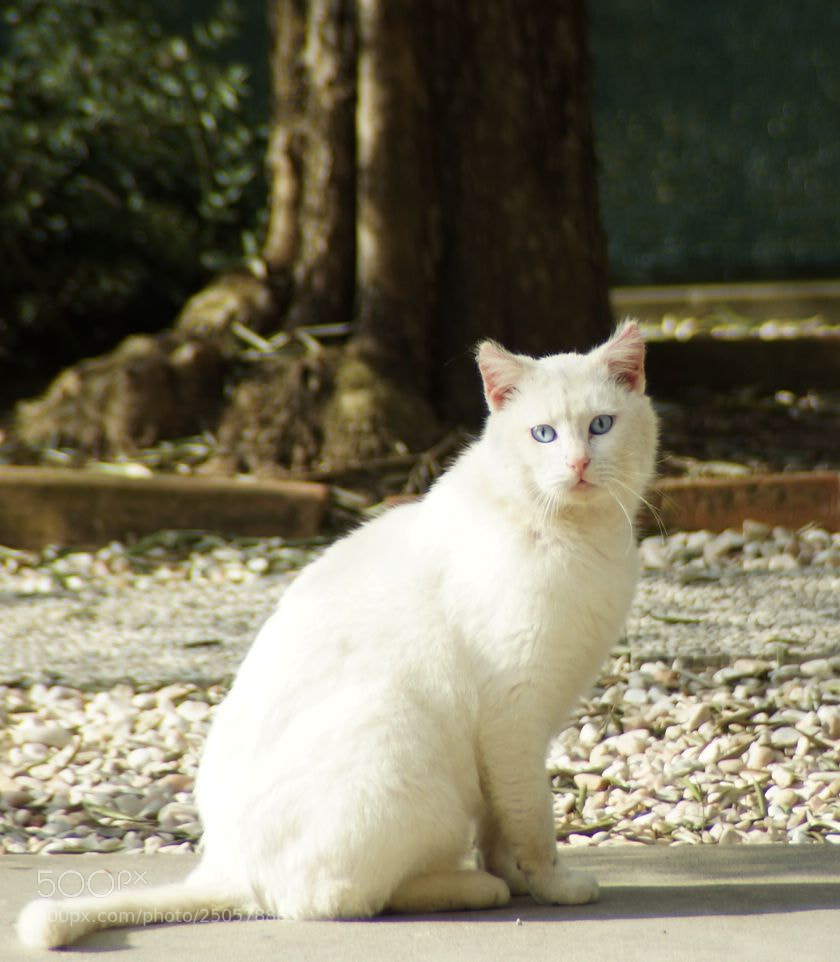 Sony SLT-A57 sample photo. Untitled photography