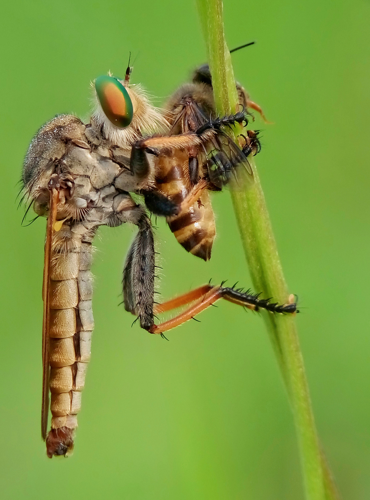 Meizu m2 sample photo. Robber fly photography