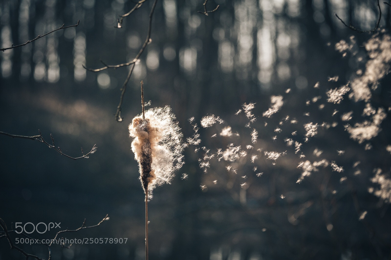 Fujifilm X-T2 sample photo. Silence photography