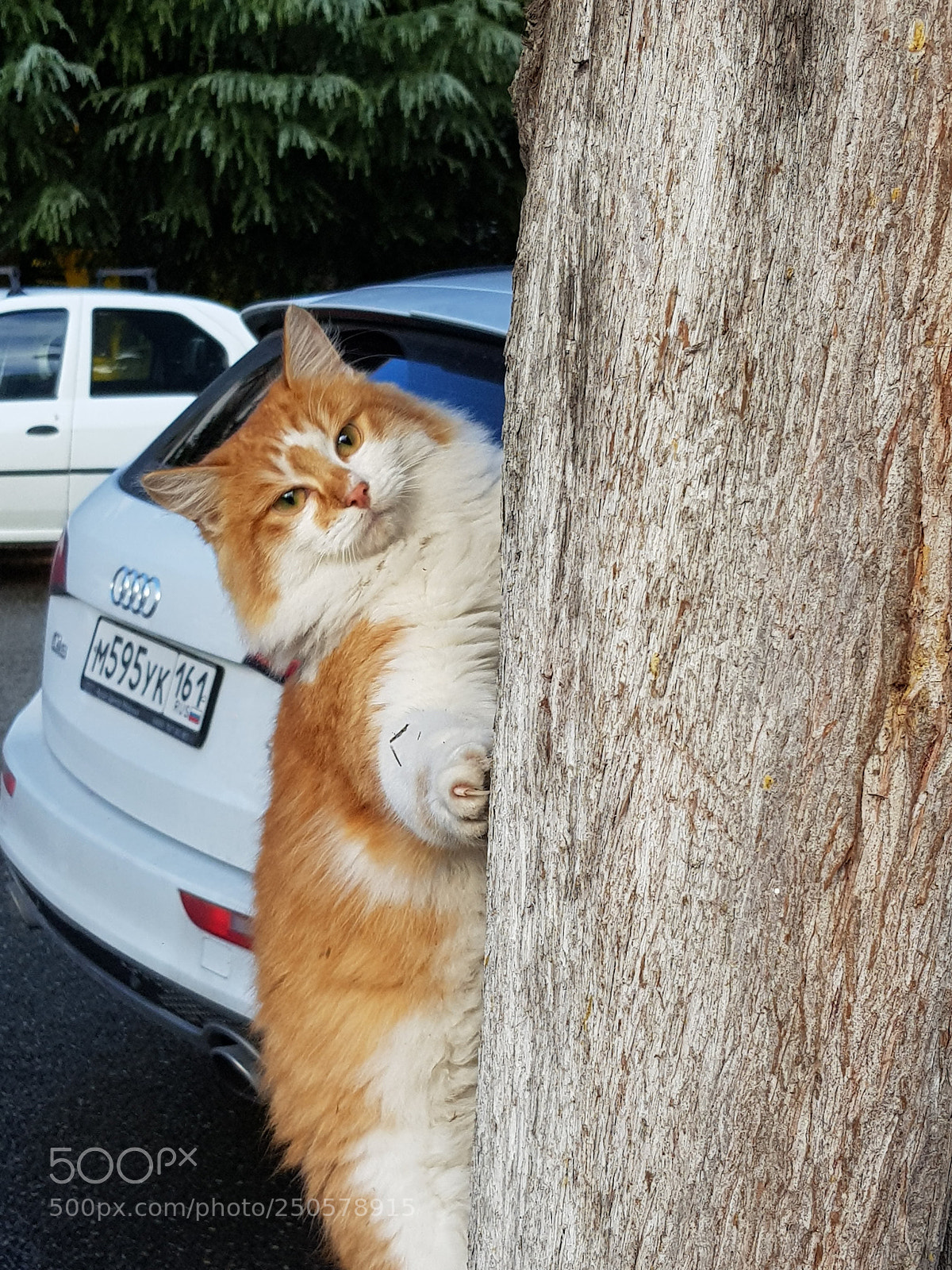 Samsung Galaxy S8 sample photo. Cat photography