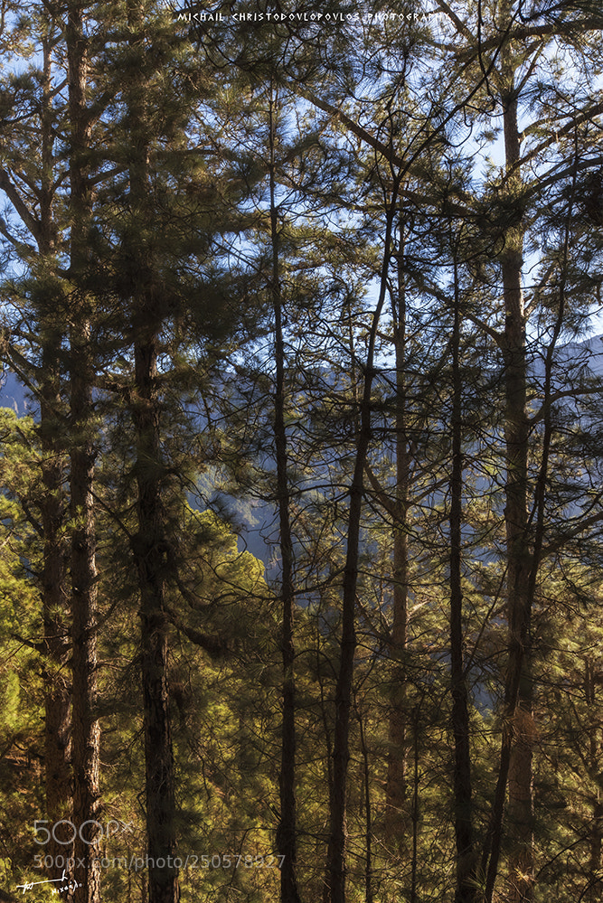 Nikon D810 sample photo. Parque nacional de la photography