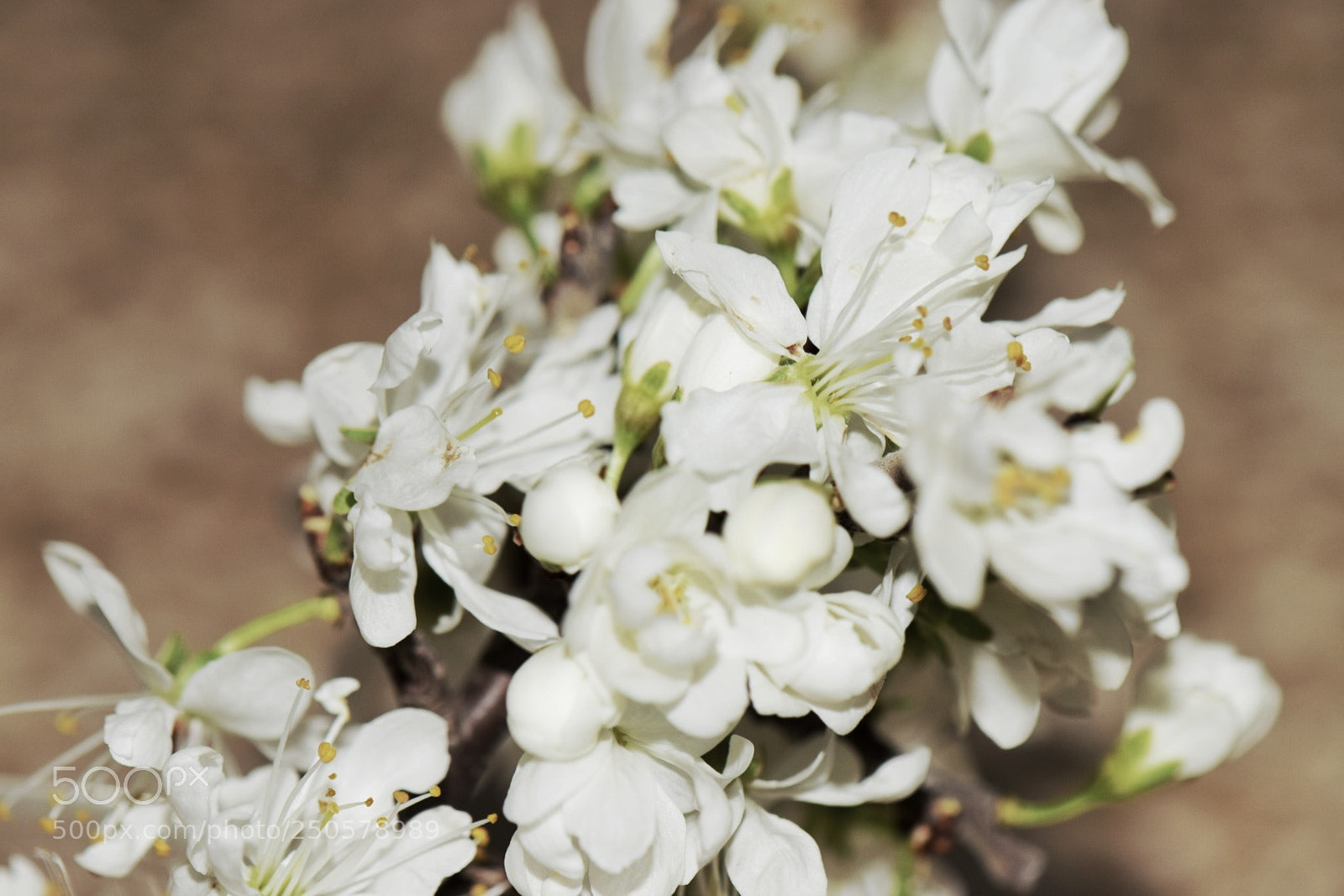 Nikon D5300 sample photo. Florecer primaveral photography
