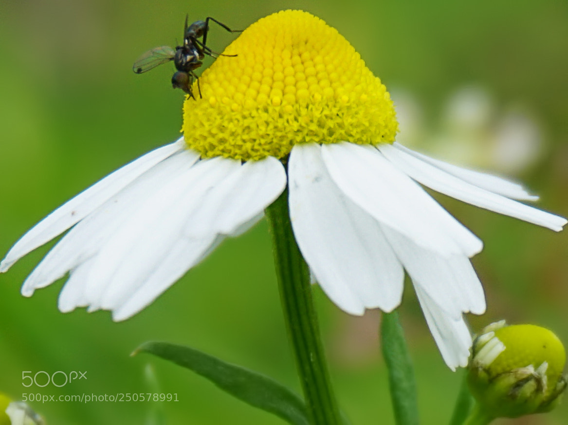 Sony a6000 sample photo. Macro photography