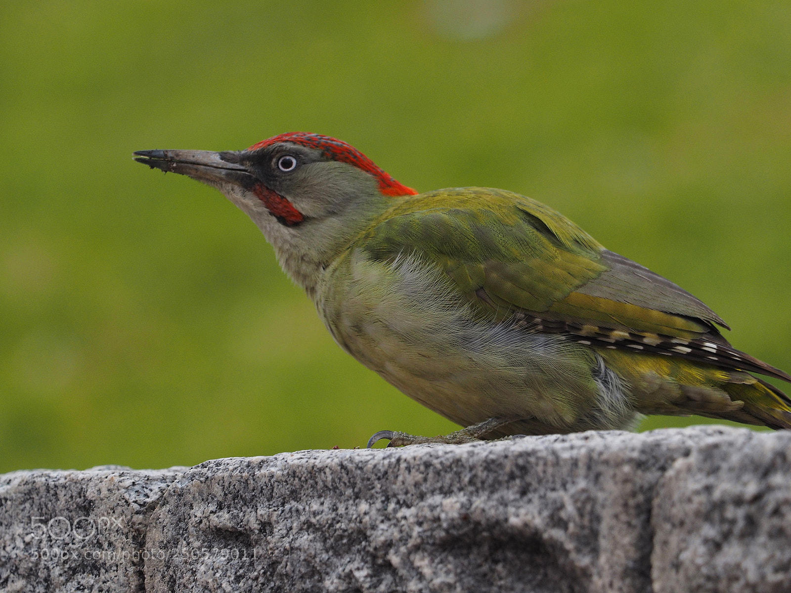Olympus OM-D E-M1 sample photo. Pito real ib rico photography