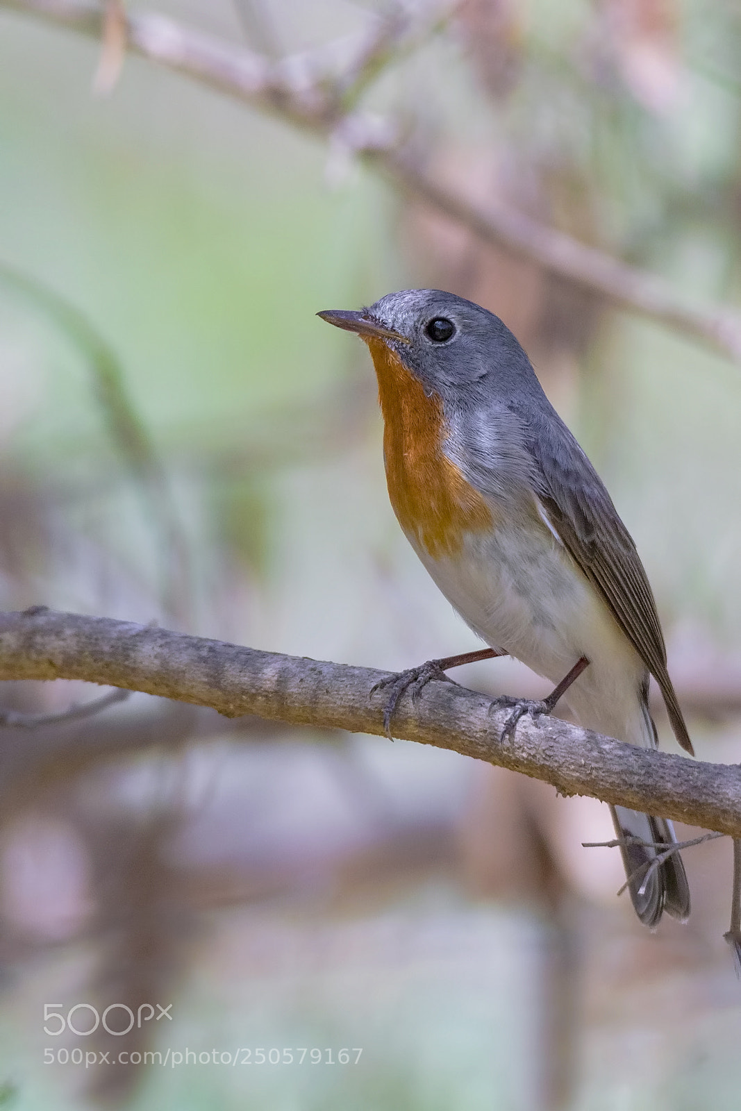 Canon EOS 7D Mark II sample photo. Taiga flycatcher photography