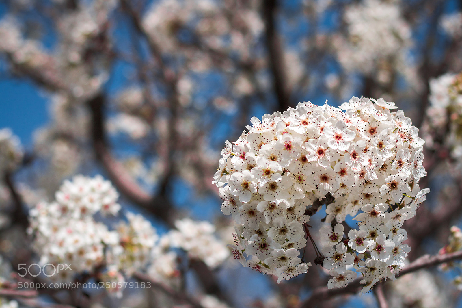 Canon EOS 400D (EOS Digital Rebel XTi / EOS Kiss Digital X) sample photo. Spring blossom photography