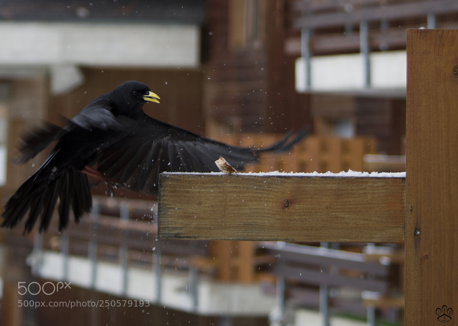 Pentax K-50 sample photo. Hard landing photography
