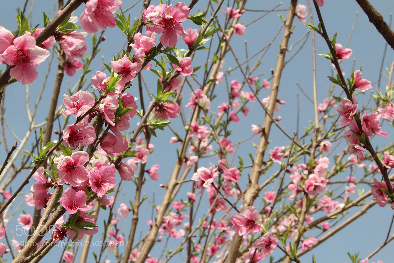 Canon EOS 1300D (EOS Rebel T6 / EOS Kiss X80) sample photo. Pink blossom photography
