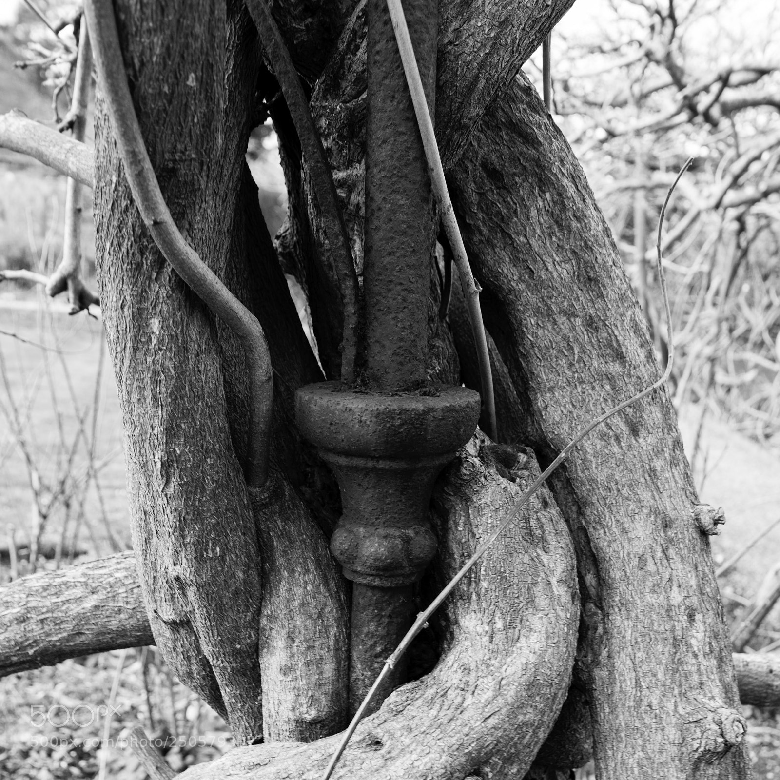 Pentax K-3 II sample photo. Old vine around a photography
