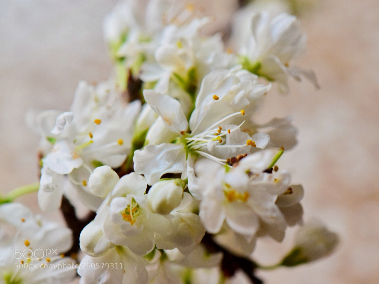 Nikon D5300 sample photo. Flores  de  árbol frutal photography