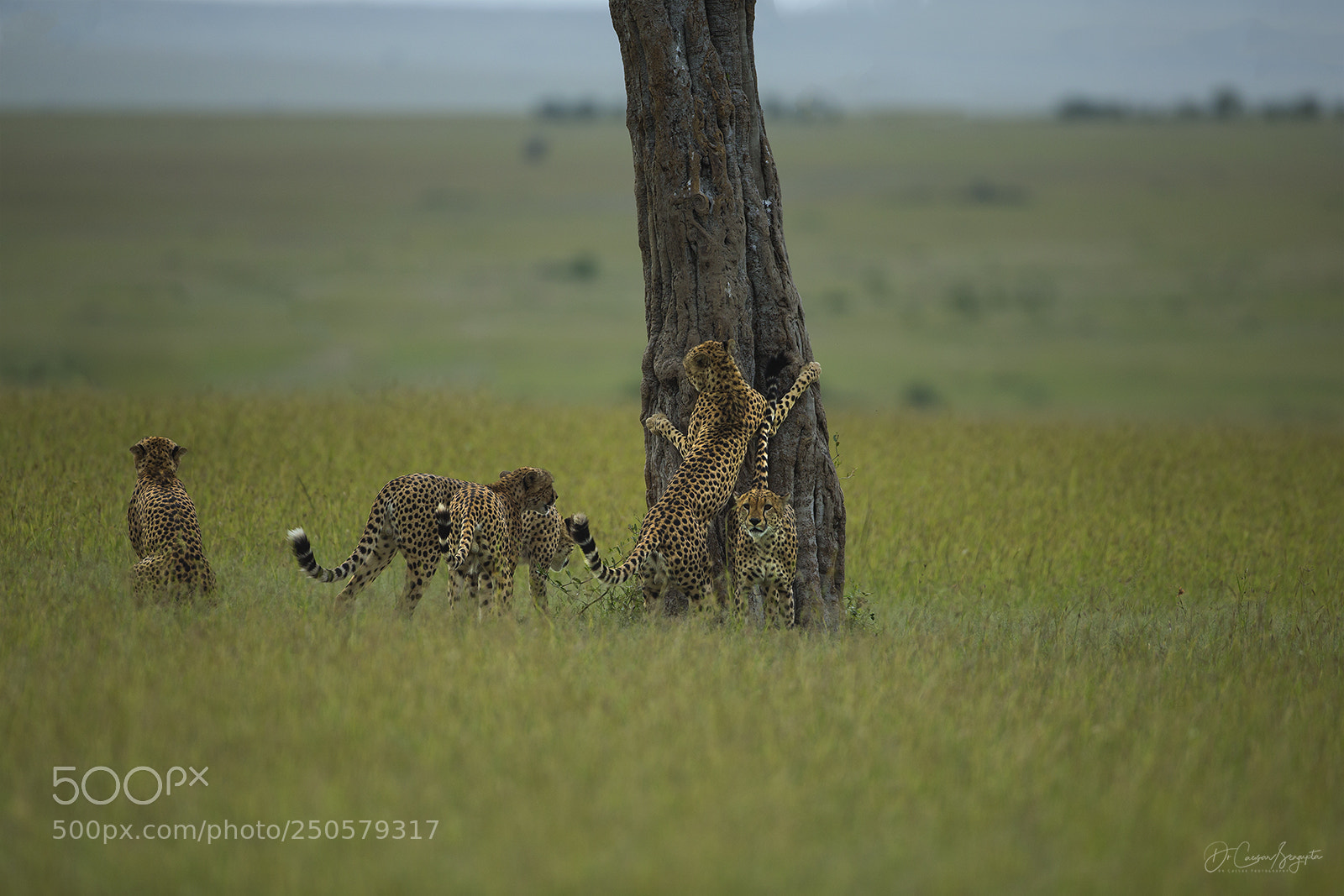 Canon EOS-1D X sample photo. Group territory marking photography
