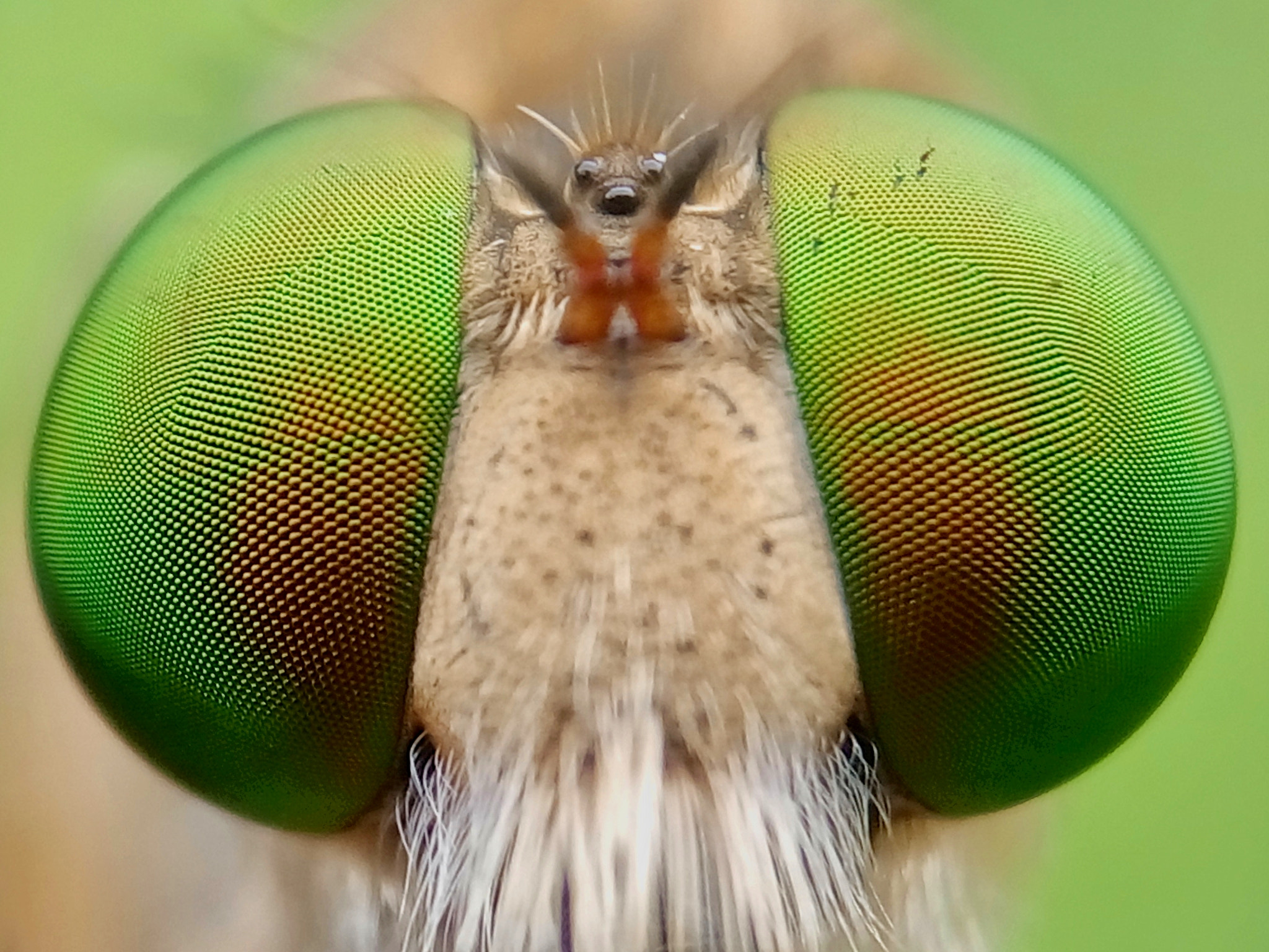Meizu m2 sample photo. Robber fly photography