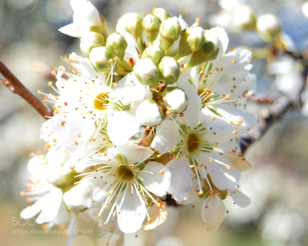 Nikon D5300 sample photo. Florecen  los  árboles photography
