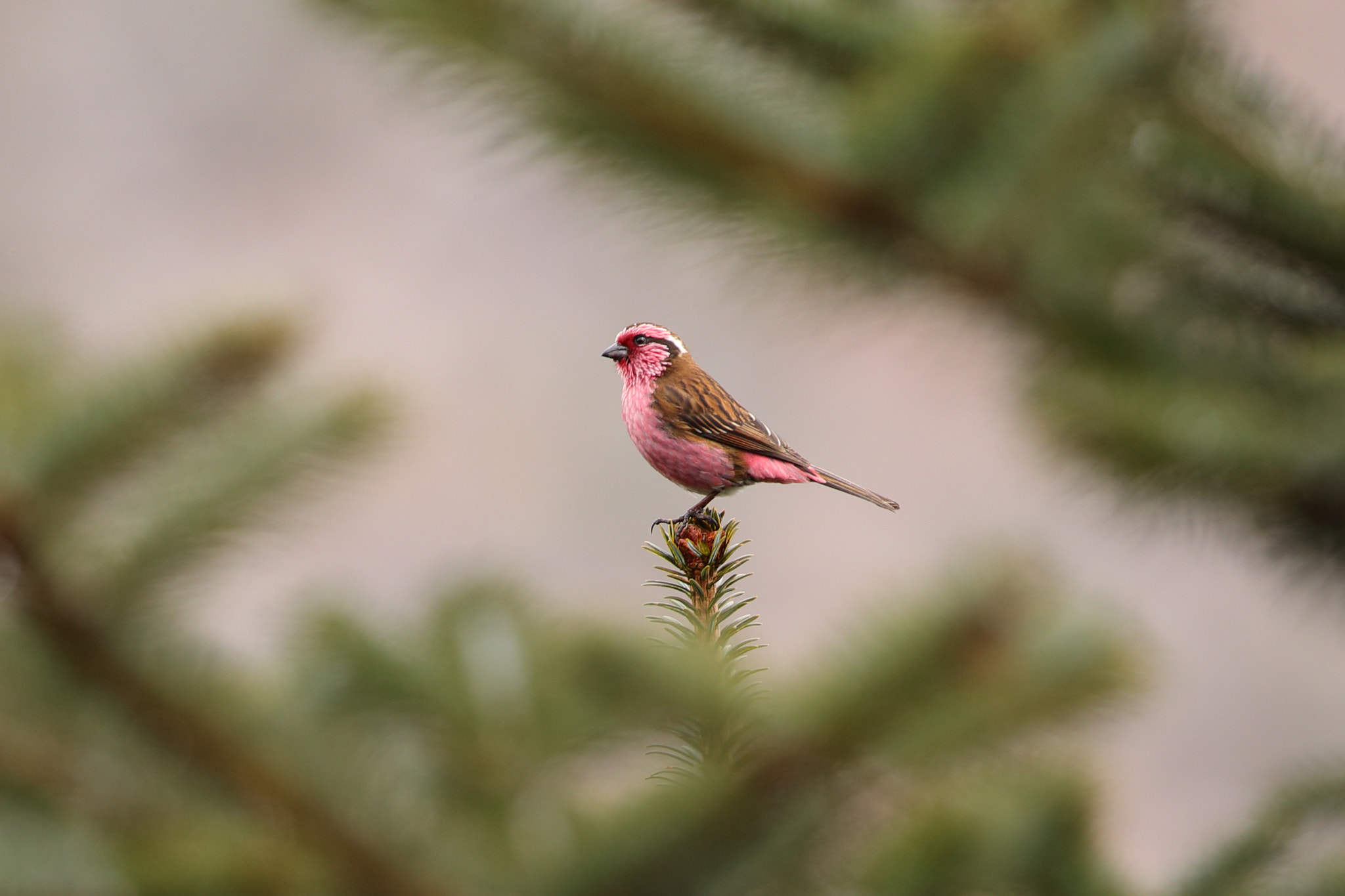 Canon EOS 5D Mark IV sample photo. Himalayan white-browed rosefinch male photography