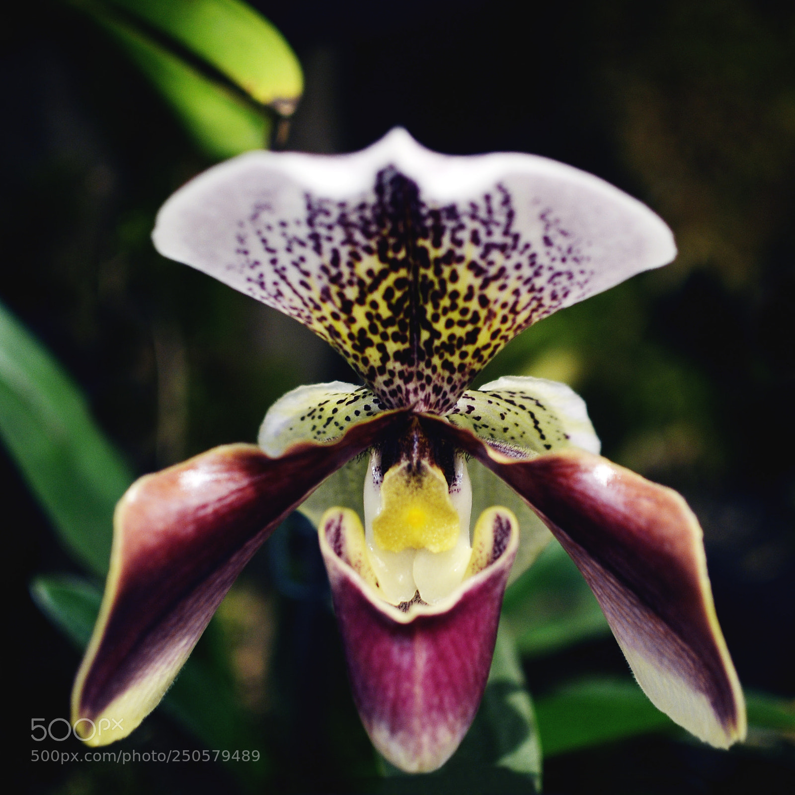 Nikon D7000 sample photo. Orchids photography