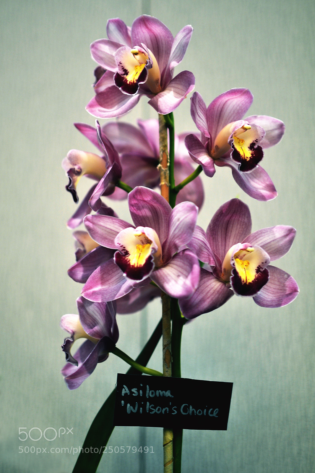 Nikon D7000 sample photo. Orchids photography