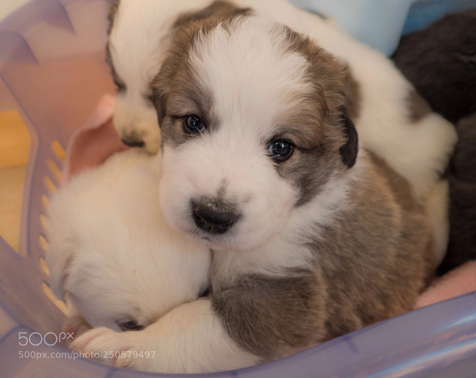 Olympus OM-D E-M1 sample photo. A cutie-pie! photography