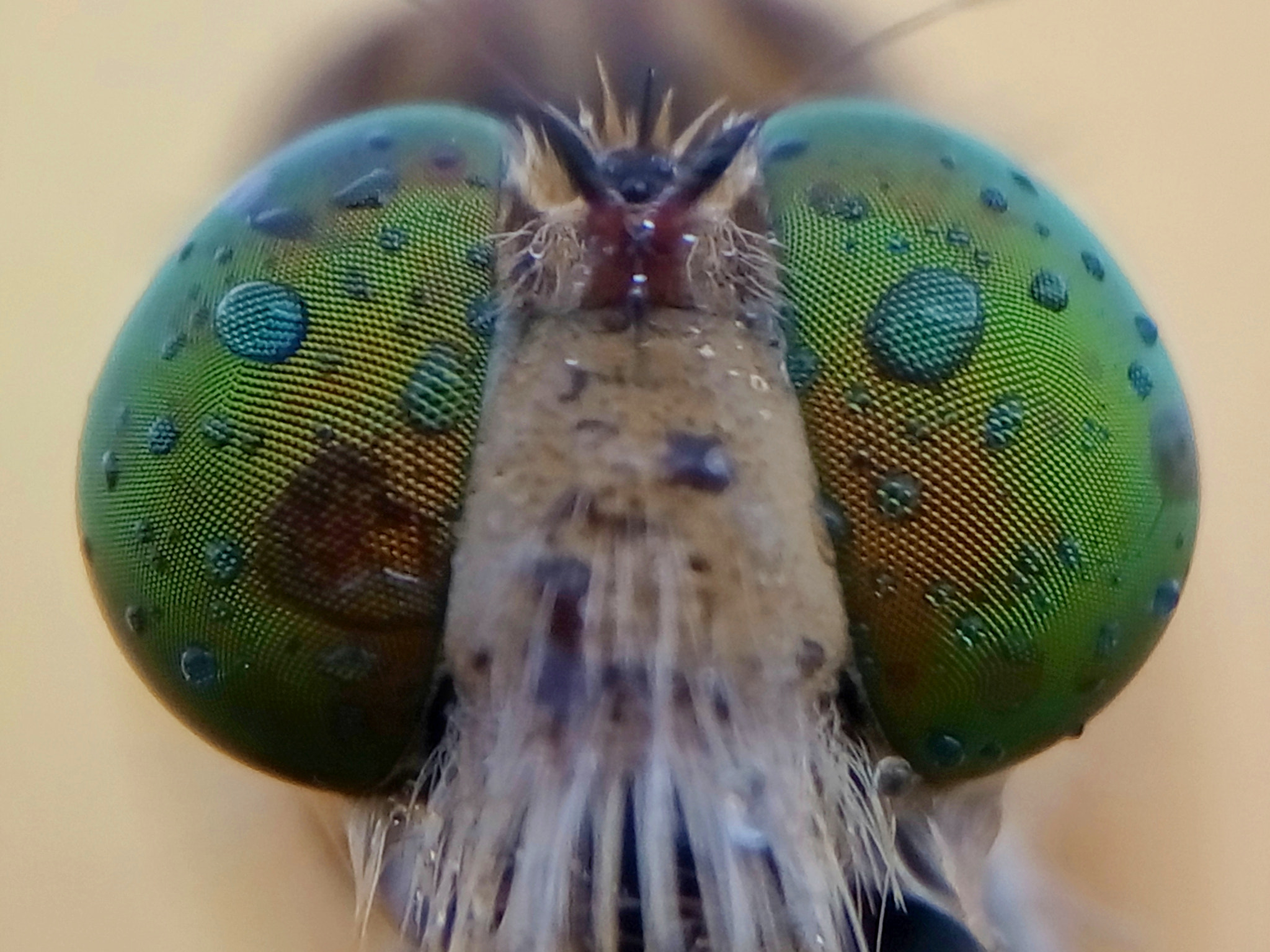 Meizu m2 sample photo. Robber fly photography