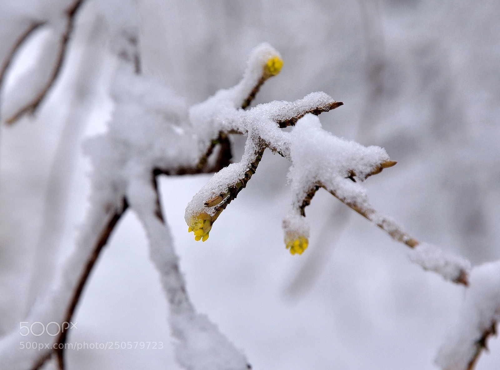 Nikon D7100 sample photo. Winter, 2018, last pic photography