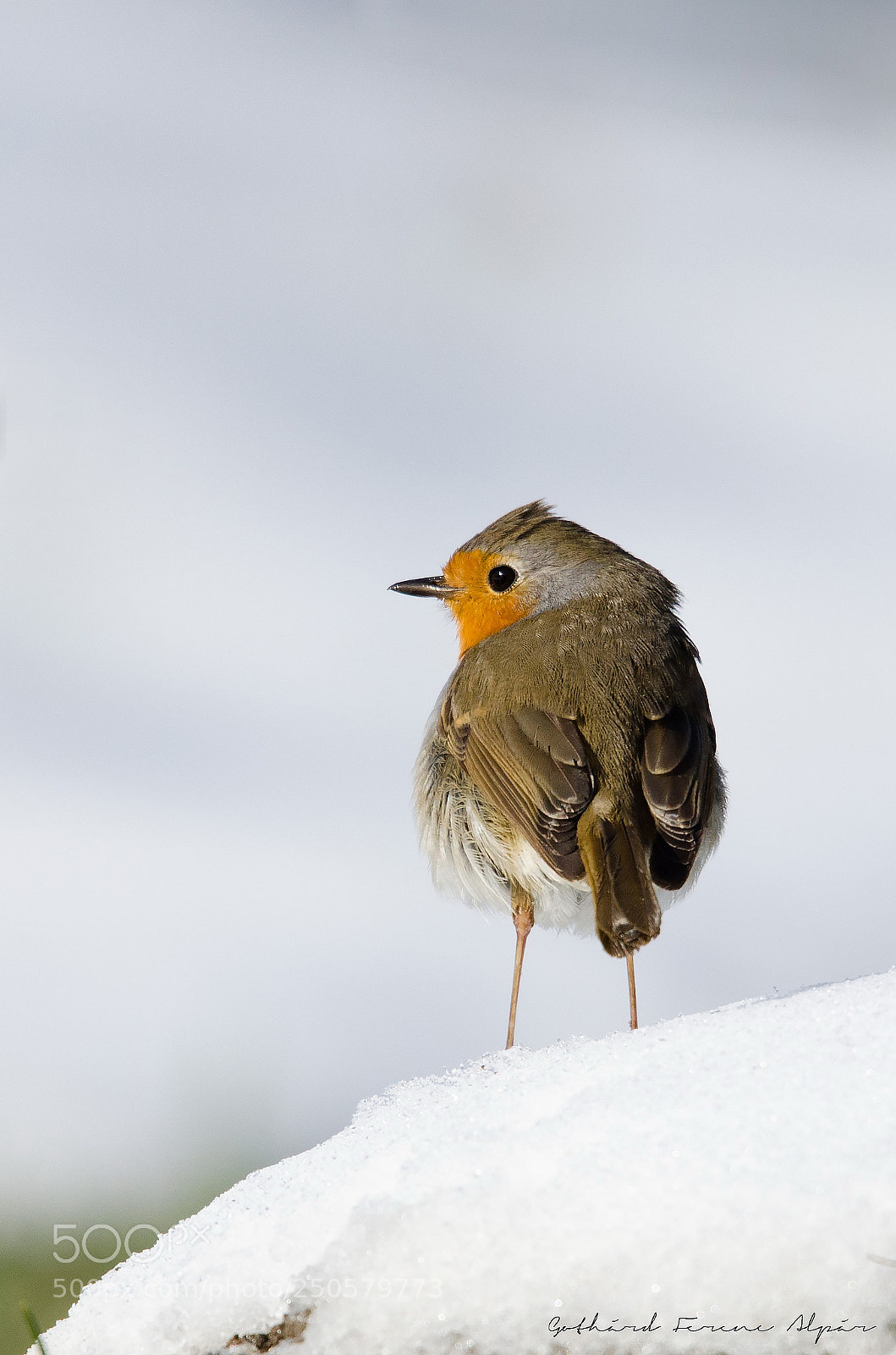 Nikon D7000 sample photo. European robin (erithacus rubecula) photography
