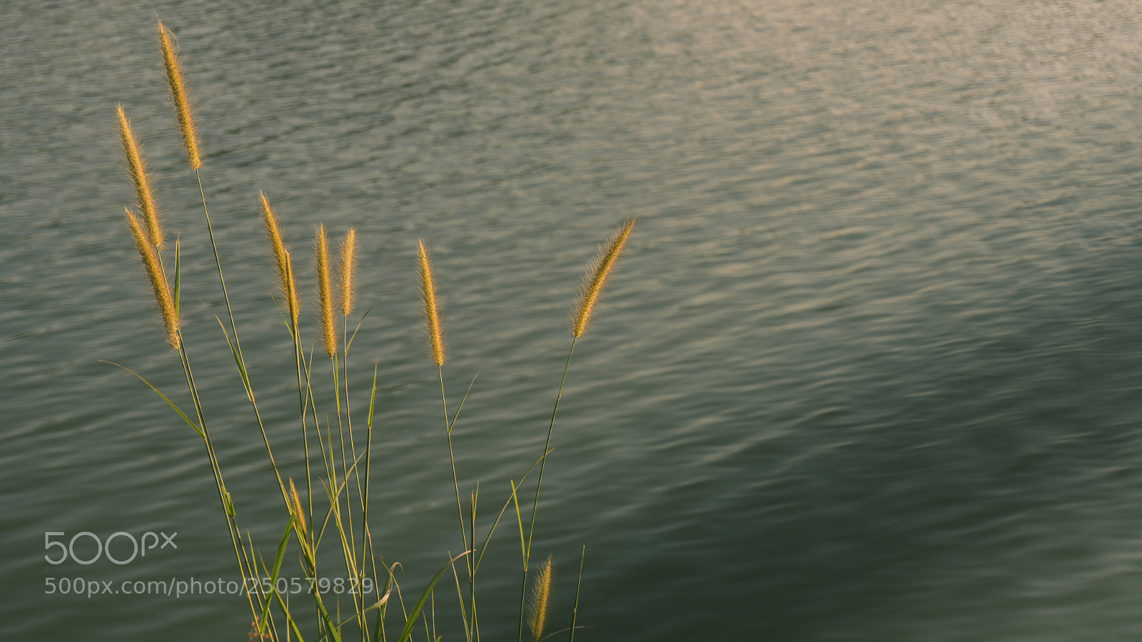 Sony a6000 sample photo. Sunkissed photography
