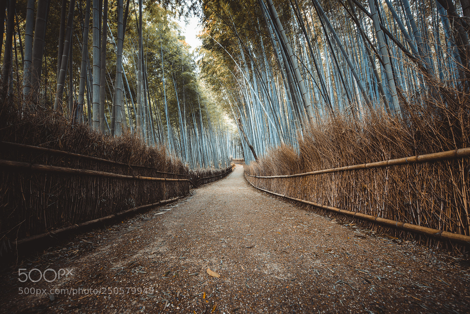 Nikon D610 sample photo. Bamboo forest in kyoto photography