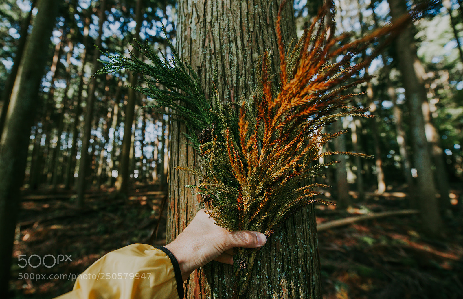 Nikon D610 sample photo. Man hugging tree bark photography