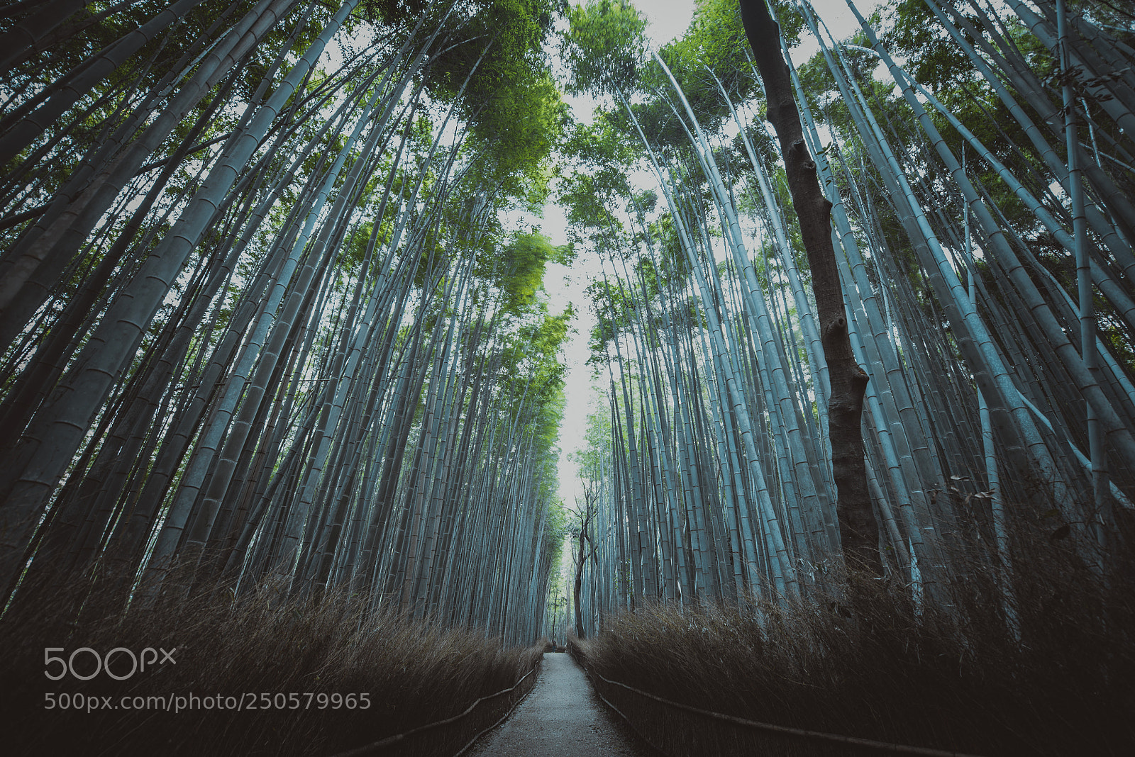 Nikon D610 sample photo. Bamboo forest in kyoto photography