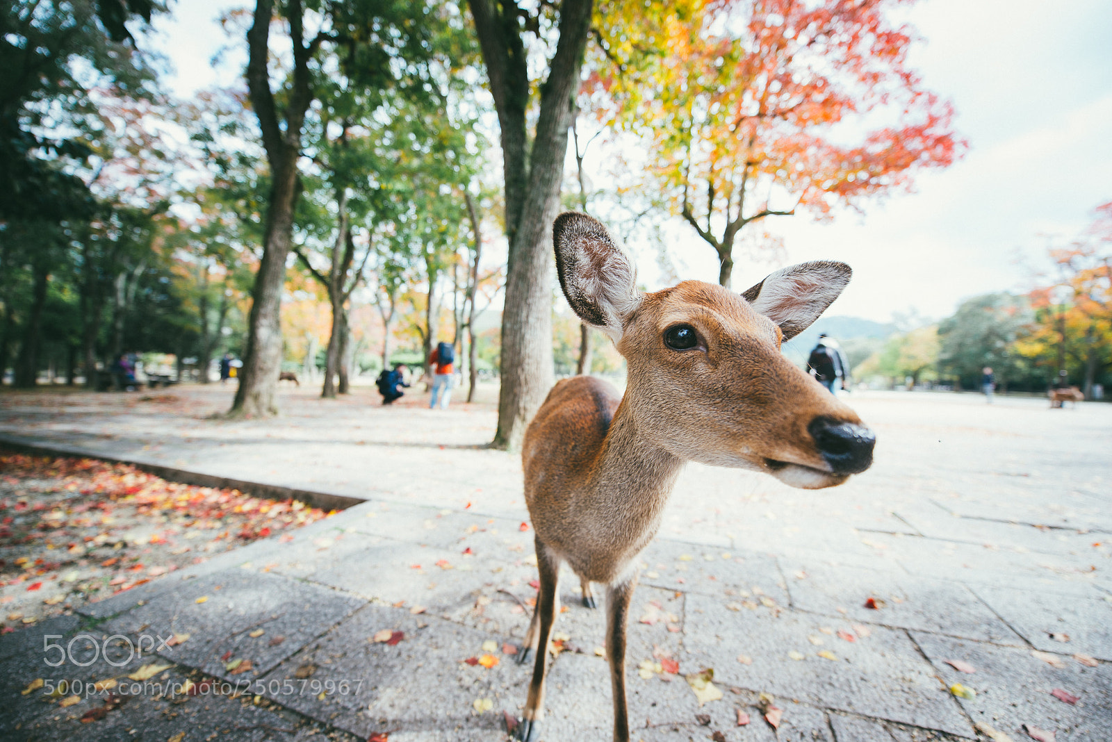 Nikon D610 sample photo. Deers and animals in photography