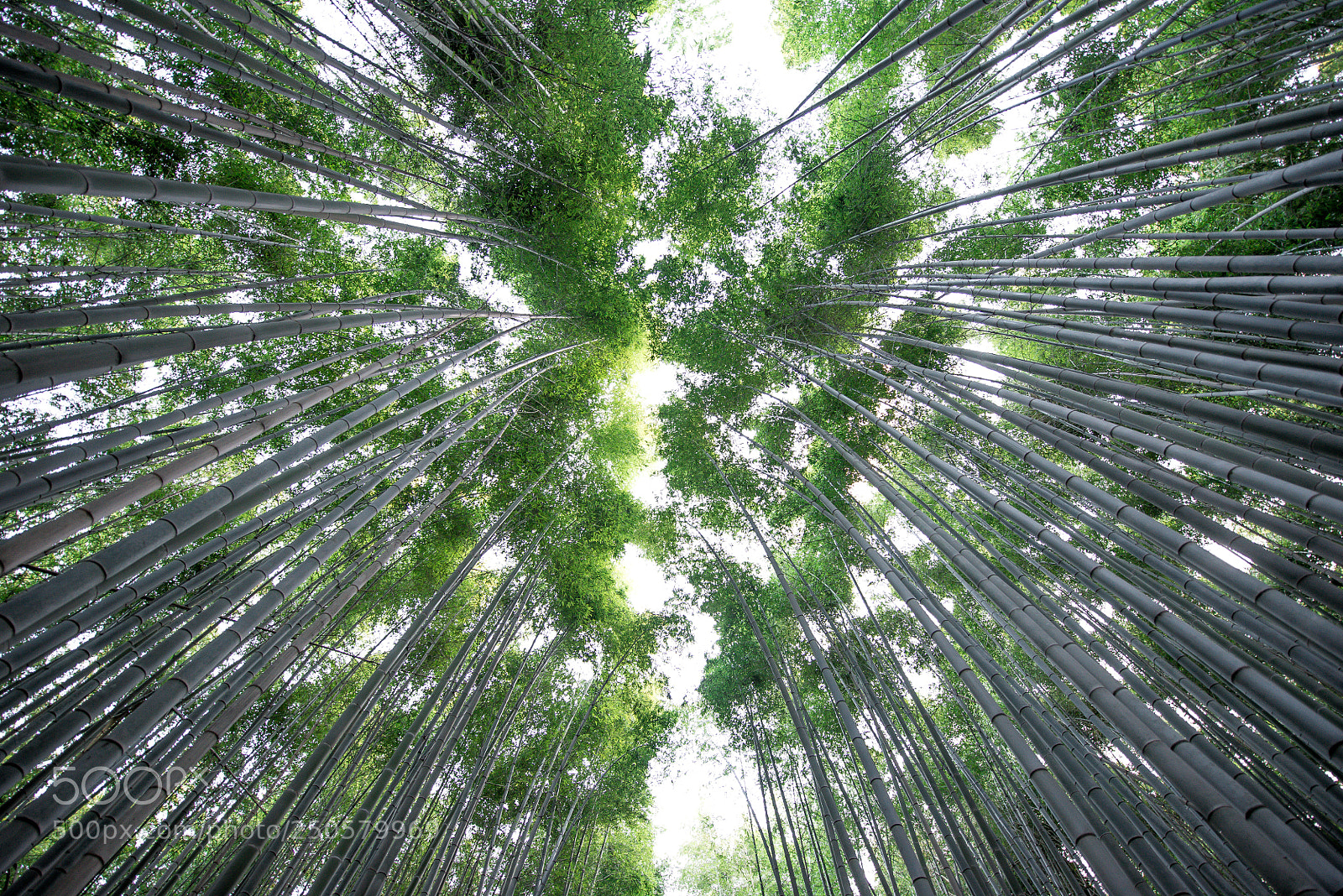 Nikon D610 sample photo. Bamboo forest in kyoto photography