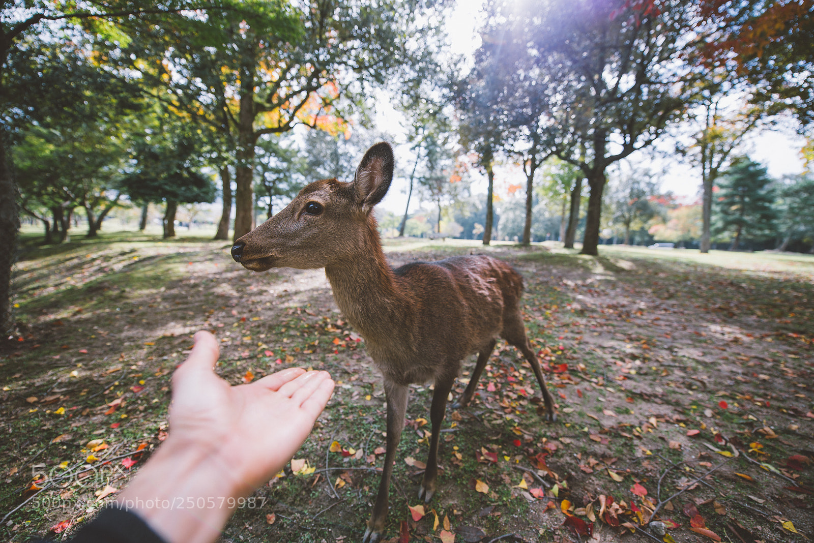 Nikon D610 sample photo. Deers and animals in photography