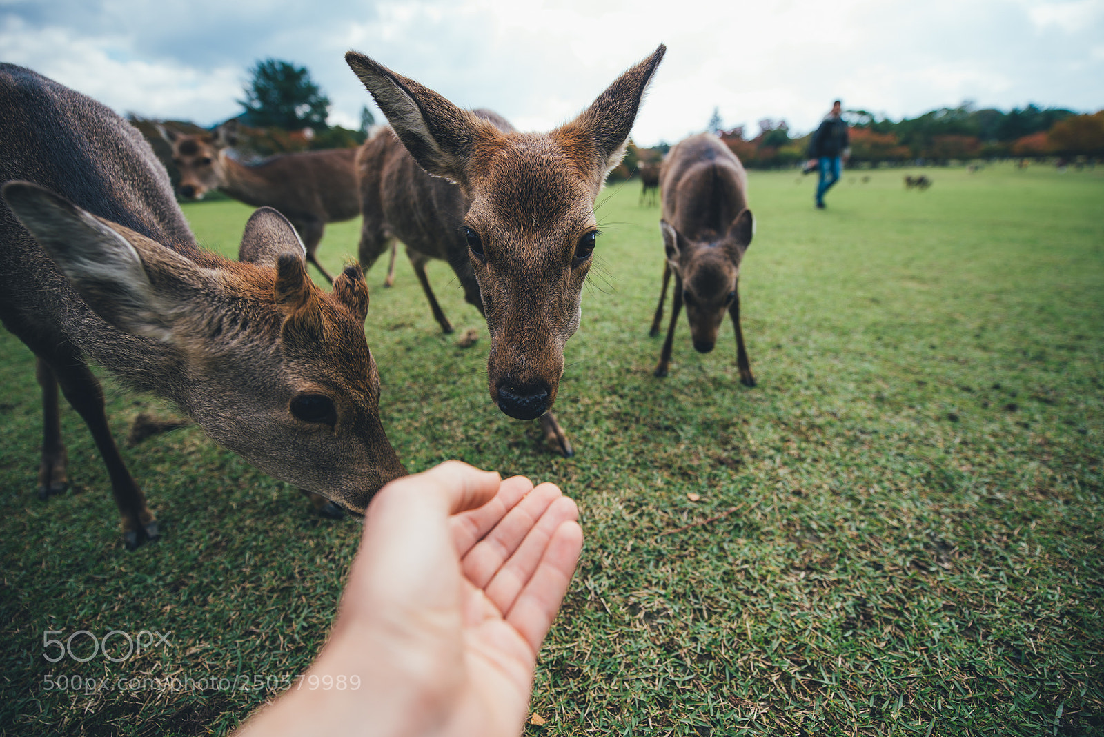 Nikon D610 sample photo. Deers and animals in photography