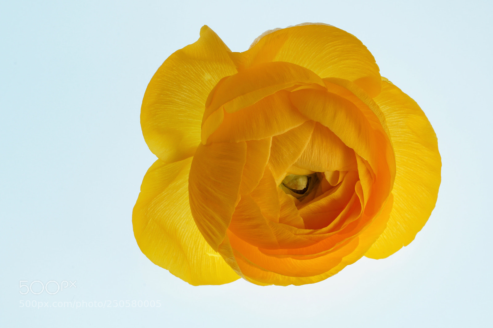 Sony a6000 sample photo. Raununculus closeup photography