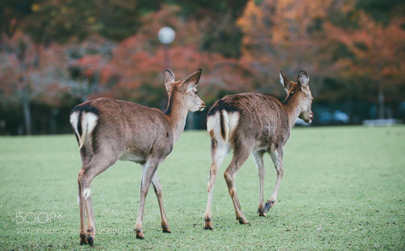 Nikon D610 sample photo. Deers and animals in photography