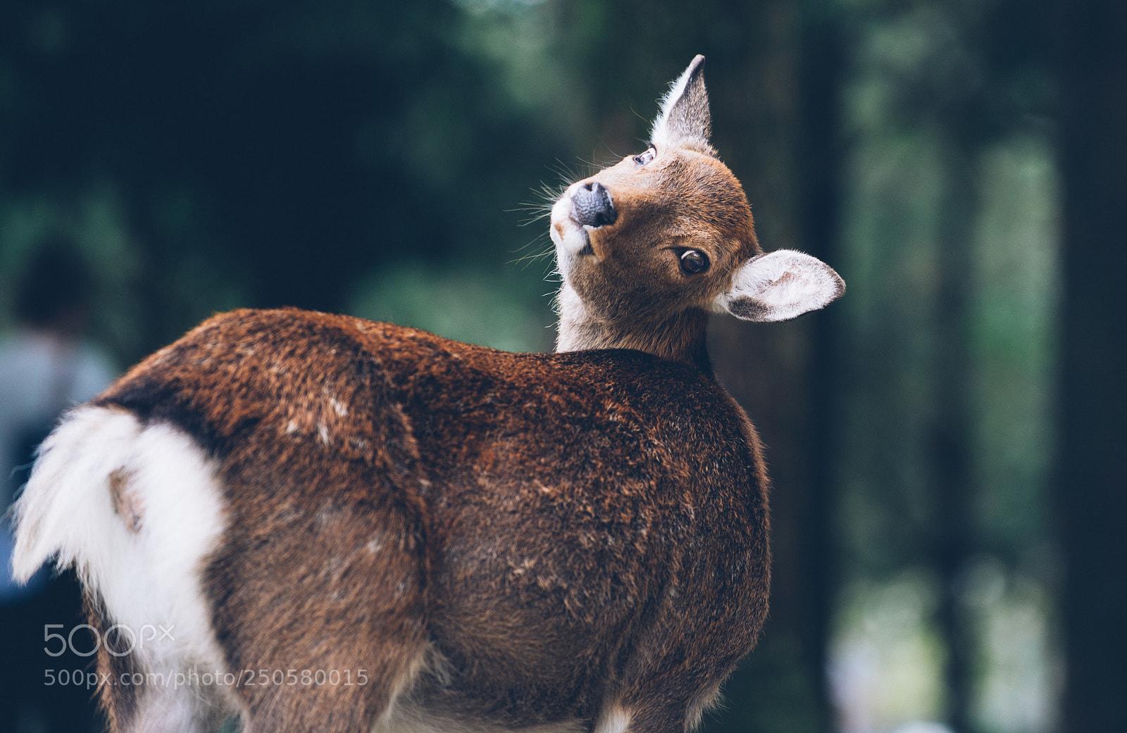 Nikon D610 sample photo. Deers and animals in photography