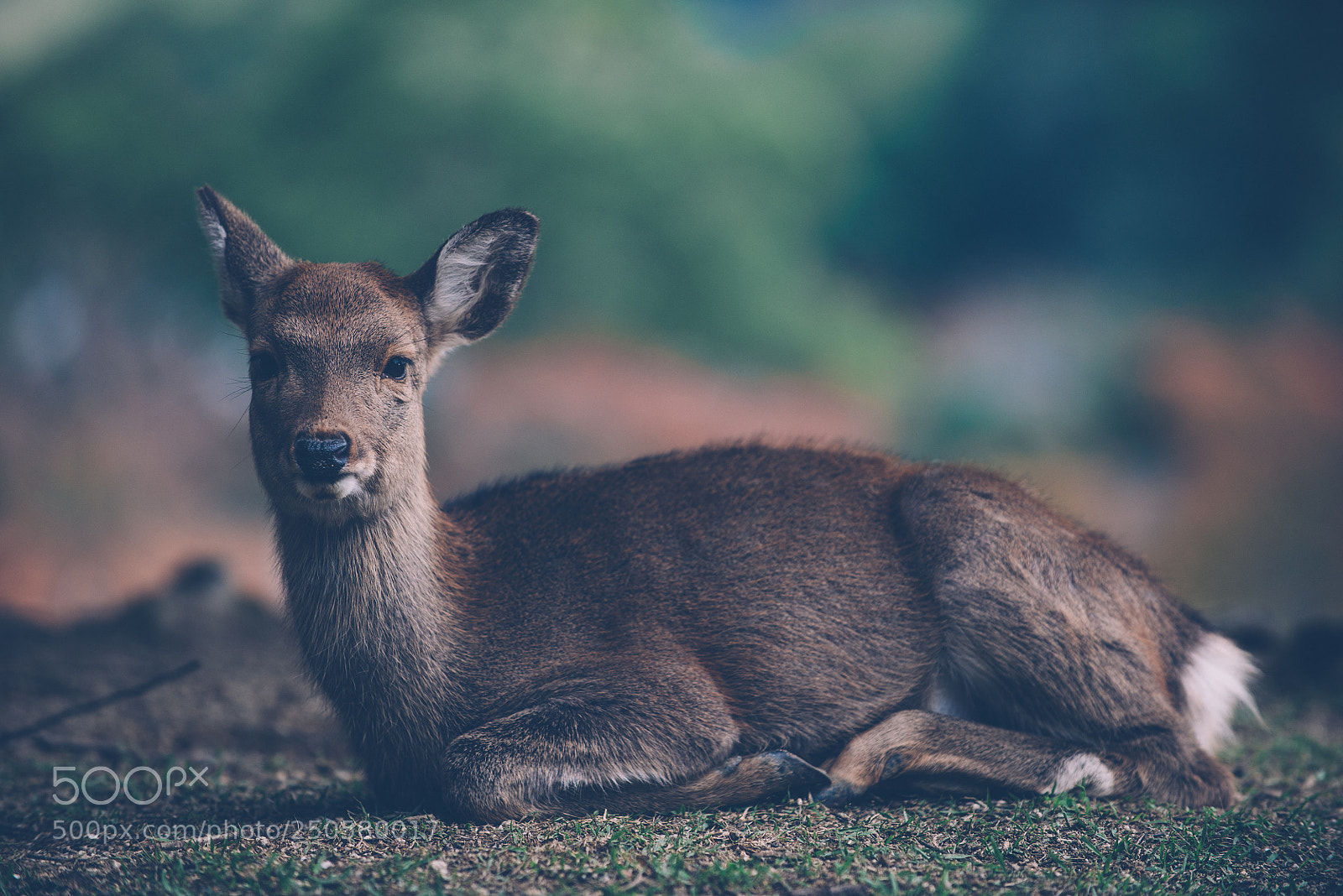 Nikon D610 sample photo. Deers and animals in photography