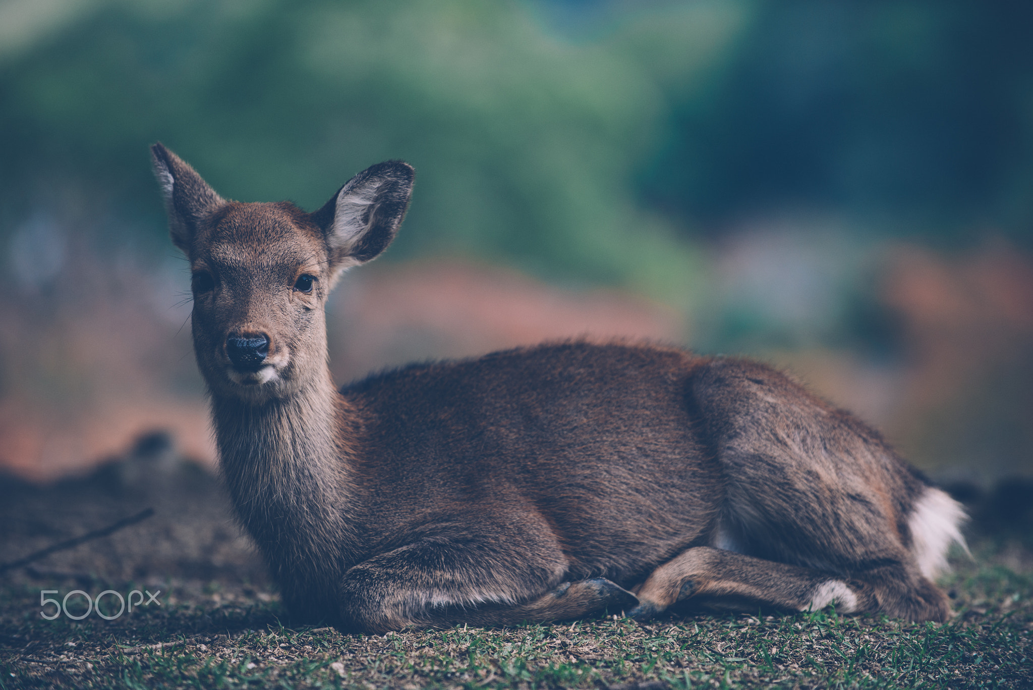 Deers and animals in Nara park, kyoto, Japan