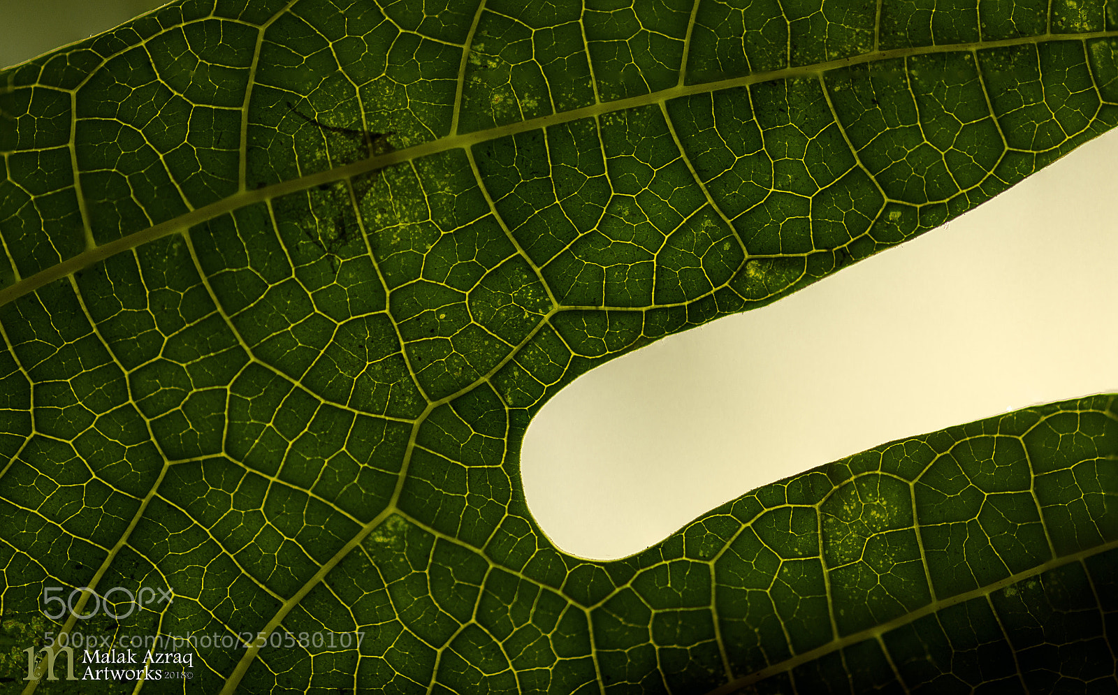 Nikon D7000 sample photo. Tree leave (close up) photography