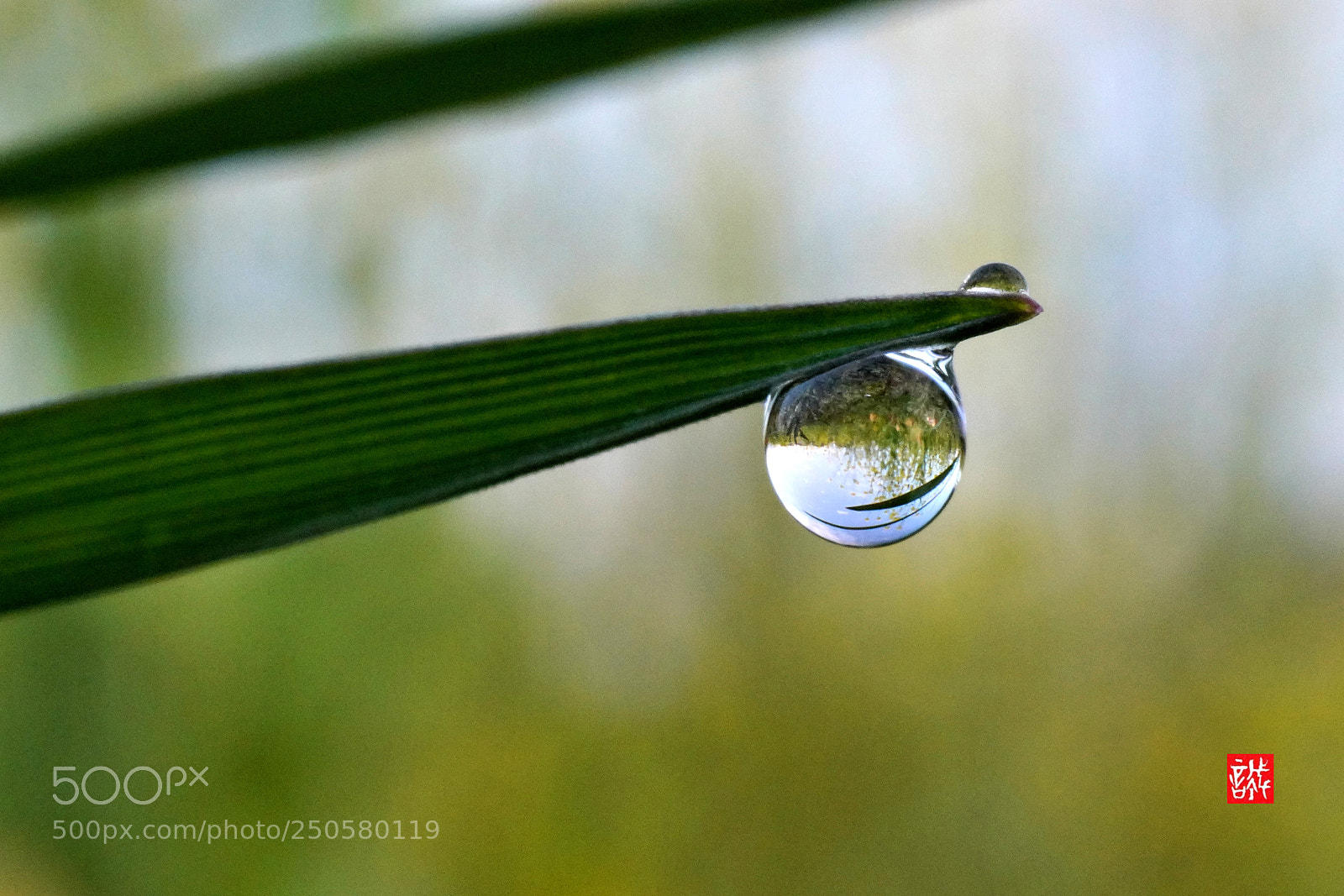 Sony a7R III sample photo. Raindrops 0324 photography