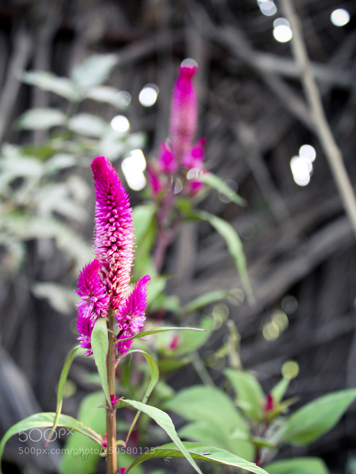 Canon EOS 1300D (EOS Rebel T6 / EOS Kiss X80) sample photo. Floral 1 photography