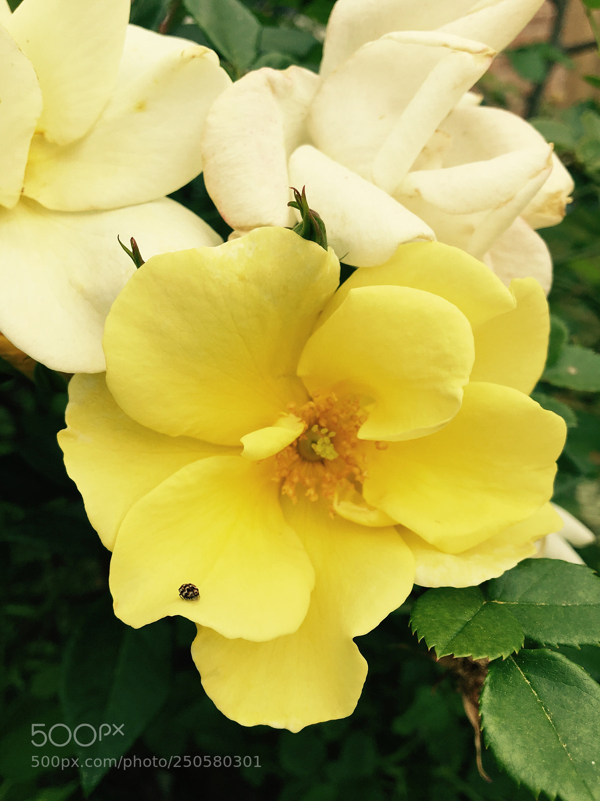 Apple iPhone 6s sample photo. Untitled photography